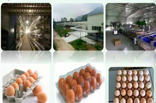 Fazenda de frango moderna e máquinas completas para produção de ovos